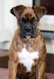 bull mastiff boxer