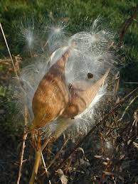 milkweed images