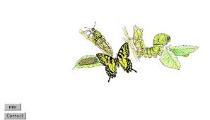 animated gif butterflies