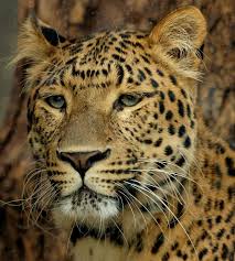 نمور و فهود Northern%2520Chinese%2520Leopard%2520s