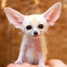 fennec foxes