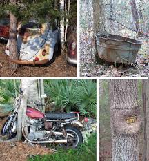 strange trees