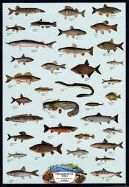 fish freshwater