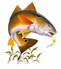 Redfish in the Gulf