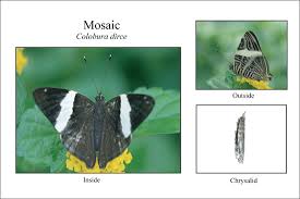 butterfly identification pictures