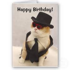 cool cat pictures