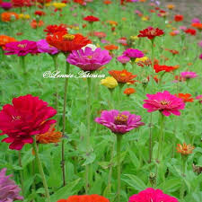 zinnia flower