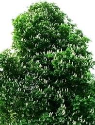 pictures chestnut trees