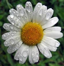 chamomile