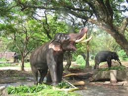 guruvayoor