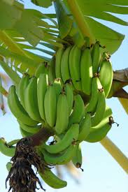 pictures banana trees