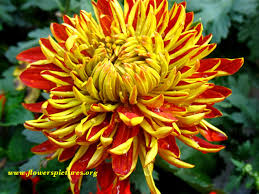 chrysanthemum flower pictures