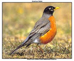 NAmerican%2520Robin.jpg
