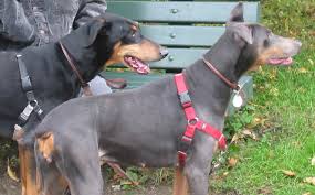 blue doberman