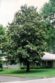 pictures southern magnolia trees