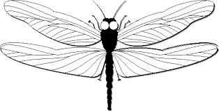 dragonfly clip art free