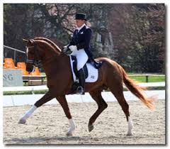 In a well executed dressage