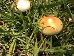 psilocybe-cubensis-erowid.