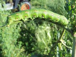 big green caterpillars