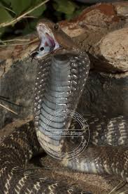 black spitting cobra