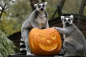 Boo at the zoo!