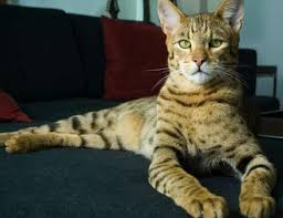 large cat breeds