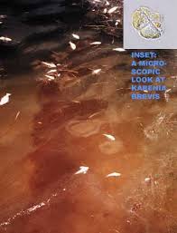 Red Tide Collections