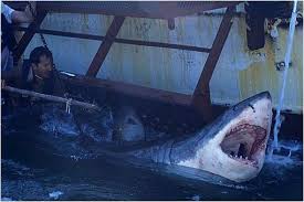 large shark pictures