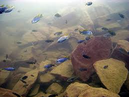 Life On Lake Malawi-