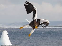 largest birds