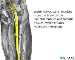 nerves
