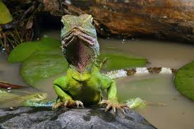 water dragon lizards