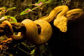 eyelash viper snake
