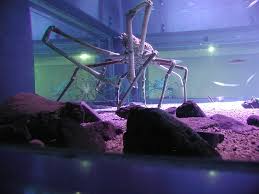 japanese spider crab