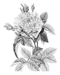 نقاشی گل سیاه و سفید خار دار
