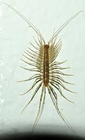 external image house_centipede_lisa.jpg