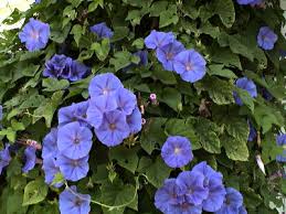 morning glory flower