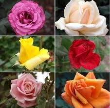 pictures different roses