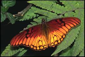 heliconid butterfly pictures