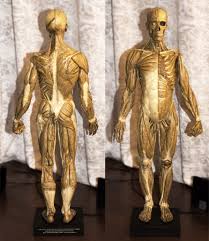 for anatomy studier from