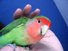 love bird photos