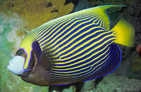 http://t1.gstatic.com/images?q=tbn:QTDRoN-FN8d50M:http://vb.arabseyes.com/uploaded/36207_1201020836.jpg