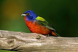 most colorful bird