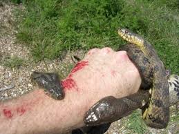 green mamba snake