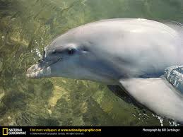 pictures bottlenose dolphins