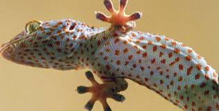 pet lizards
