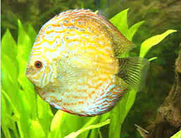 freshwater tropical fish