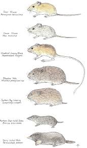 small mammal pictures