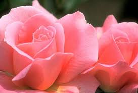 rosa_pura.jpg