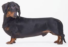 sausage dog